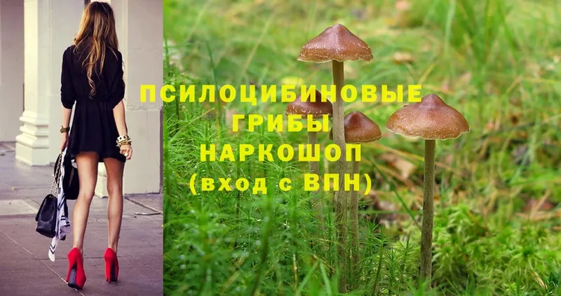 Псилоцибиновые грибы Cubensis  магазин продажи наркотиков  Псков 